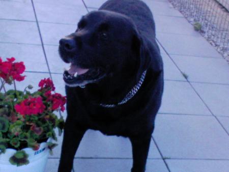 mon chien (tango)